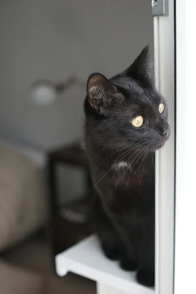 Gato negro sentado en la ventana . — Foto de Stock