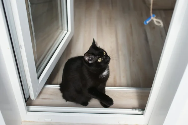 Gatto nero che gioca sulla soglia del balcone — Foto Stock