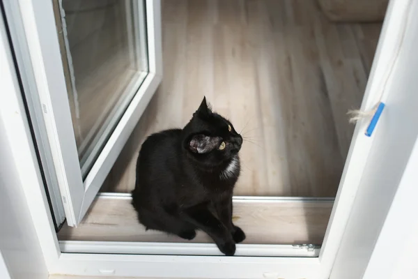 발코니의 문 턱에 검은 고양이 — 스톡 사진