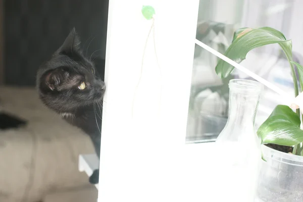Gato negro sentado en la ventana . — Foto de Stock