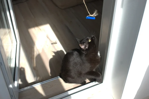 Black cat playing on the threshold of the balcony — Stock Photo, Image