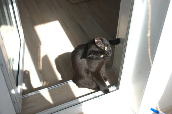 Black cat playing on the threshold of the balcony — Stock Photo, Image