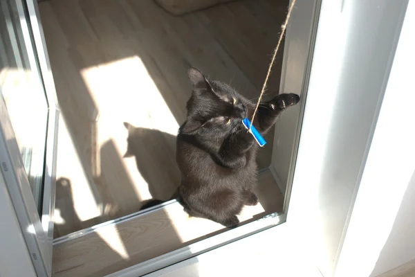 Chat noir jouant sur le seuil du balcon — Photo