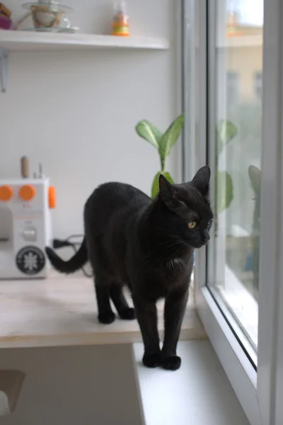 검은 고양이 창에 앉아. — 스톡 사진