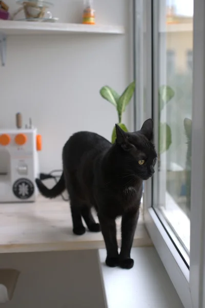 Gato negro sentado en la ventana . —  Fotos de Stock