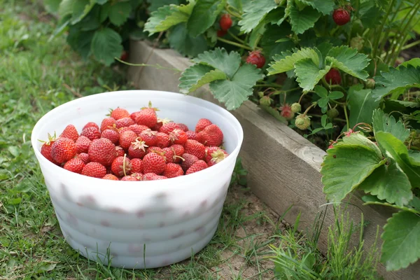 Cosecha de fresas en un tazón blanco grande — Foto de Stock