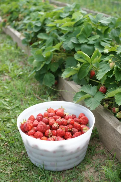 Cosecha de fresas en un tazón blanco grande — Foto de Stock