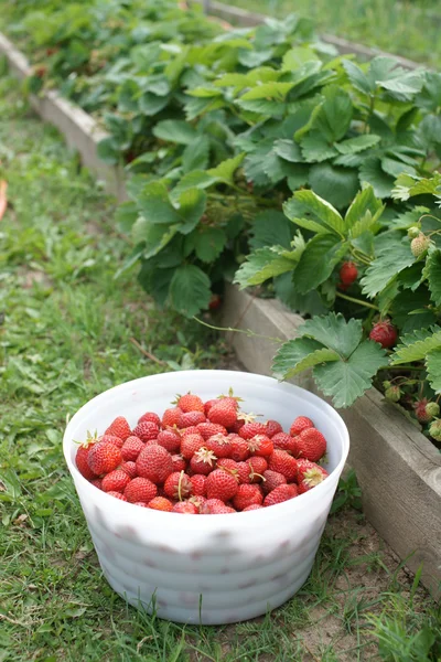 Cosecha de fresas en un tazón blanco grande — Foto de Stock