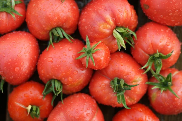 Rote Tomaten in Nahaufnahme — Stockfoto