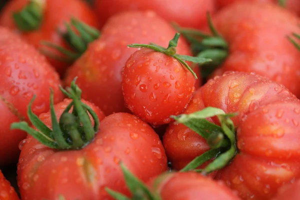 Vintage red tomato close-up — Stock Photo, Image