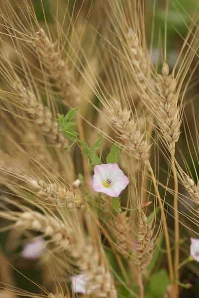 Un campo di grano in luglio — Foto Stock