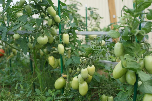 Tomatoes ripen in the greenhouse — Stock Photo, Image