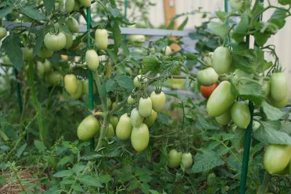 Tomaten reifen im Gewächshaus — Stockfoto