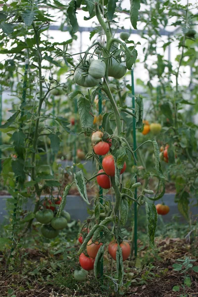 温室でトマトが熟す — ストック写真