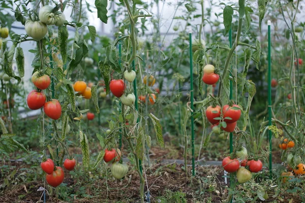 温室でトマトが熟す — ストック写真