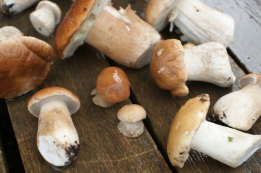 ahşap arka plan üzerinde toplanan mantar yalan