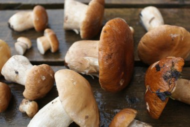 ahşap arka plan üzerinde toplanan mantar yalan