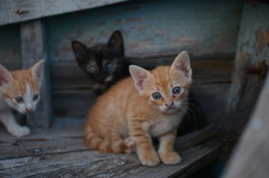 Evsiz Cats ve yavru kedi Bulgar Ahyolu şehir eski bir tekne