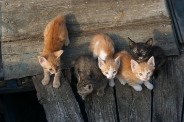 Evsiz Cats ve yavru kedi Bulgar Ahyolu şehir eski bir tekne