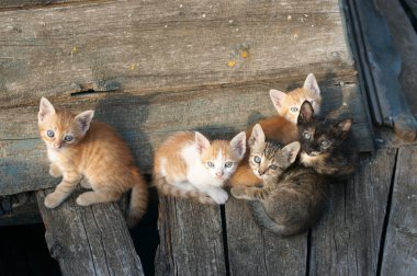 Evsiz Cats ve yavru kedi Bulgar Ahyolu şehir eski bir tekne