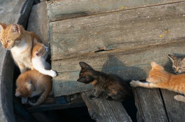 Evsiz Cats ve yavru kedi Bulgar Ahyolu şehir eski bir tekne