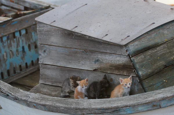 Obdachlose Katzen und Kätzchen in einem alten Boot in der bulgarischen Stadt Pomorie — Stockfoto