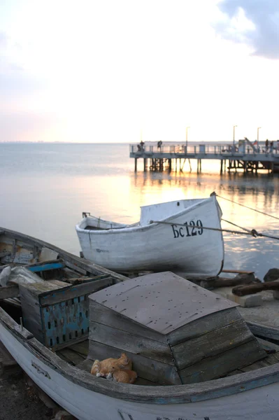 Bez domova kočky a koťata v staré lodi v bulharském městě Pomorie — Stock fotografie