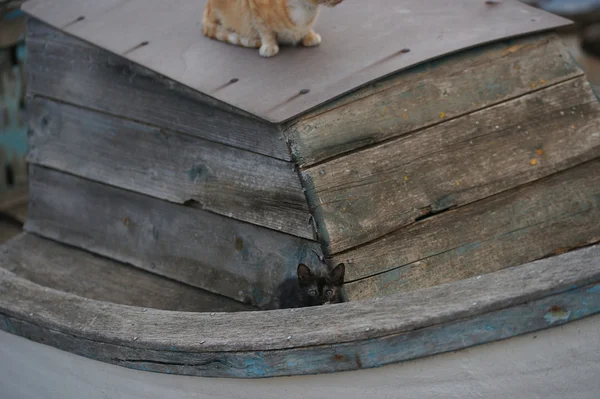 Obdachlose Katzen und Kätzchen in einem alten Boot in der bulgarischen Stadt Pomorie — Stockfoto