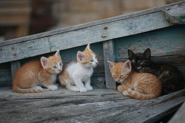 Gatos y gatitos sin hogar en un viejo barco en la ciudad búlgara de Pomorie — Foto de Stock
