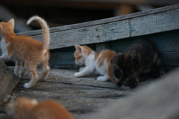 Gatti senzatetto e gattini in una vecchia barca nella città bulgara di Pomorie — Foto Stock
