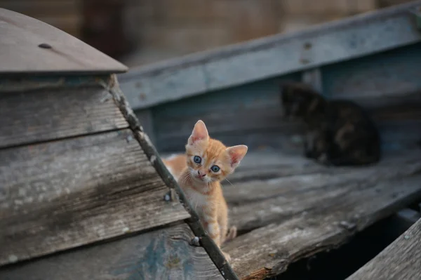 Бездомних кішок і кошенят в старовинному пароплаві в Болгарський Місто Поморіє — стокове фото