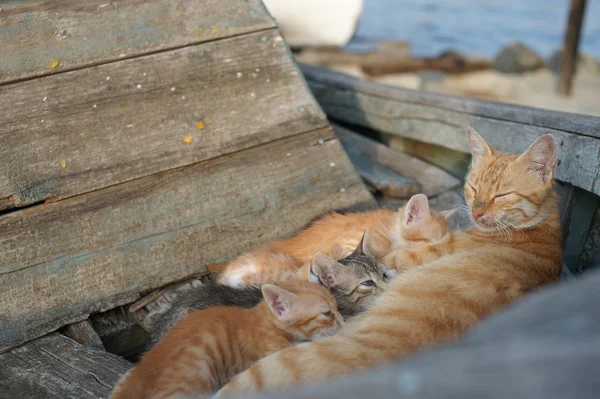 Бездомних кішок і кошенят в старовинному пароплаві в Болгарський Місто Поморіє — стокове фото