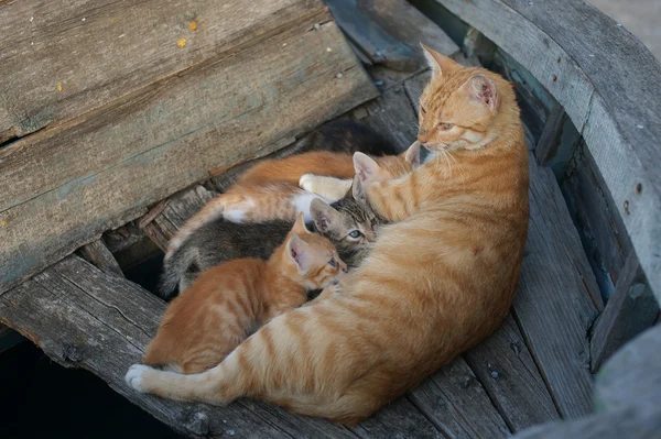 Hemlösa katter och kattungar i en gammal båt i den bulgariska staden Pomorie — Stockfoto