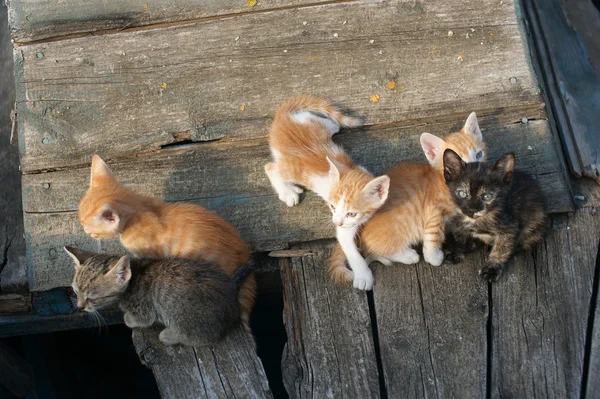 Gatos y gatitos sin hogar en un viejo barco en la ciudad búlgara de Pomorie — Foto de Stock