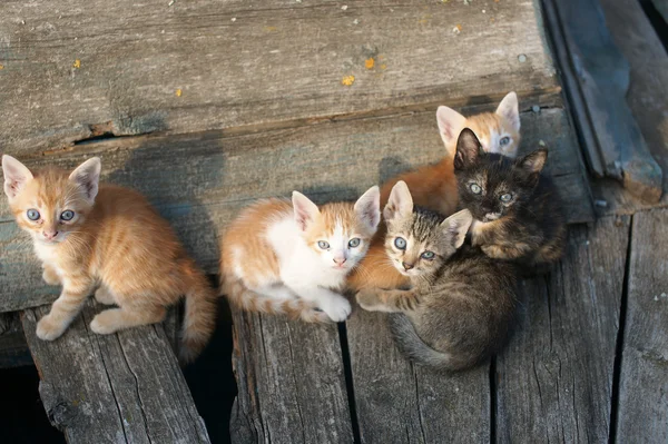 Bez domova kočky a koťata v staré lodi v bulharském městě Pomorie — Stock fotografie
