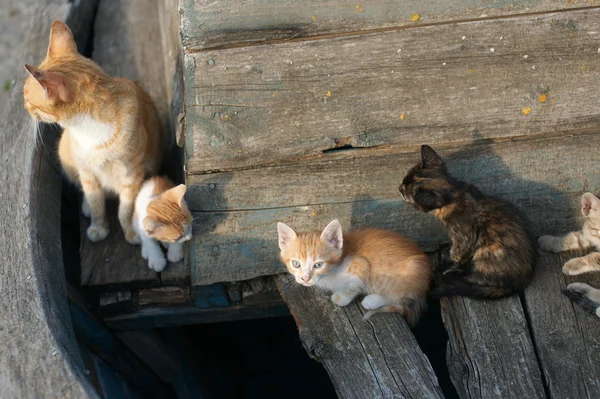 Gatos y gatitos sin hogar en un viejo barco en la ciudad búlgara de Pomorie — Foto de Stock