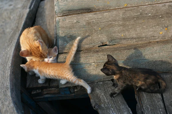 Gatos y gatitos sin hogar en un viejo barco en la ciudad búlgara de Pomorie — Foto de Stock