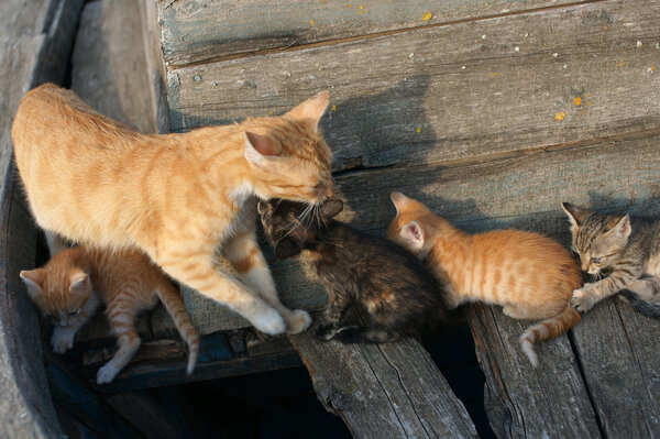 Homeless Cats and kittens in an old boat in the Bulgarian town of Pomorie