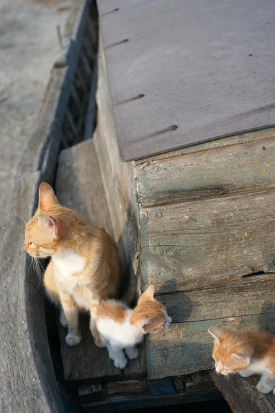 Gatos y gatitos sin hogar en un viejo barco en la ciudad búlgara de Pomorie — Foto de Stock