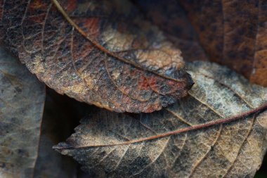 Düşen sonbahar yaprakları kapanıyor