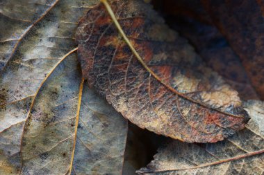 Düşen sonbahar yaprakları kapanıyor