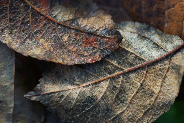 Gefallene Herbstblätter Aus Nächster Nähe — Stockfoto