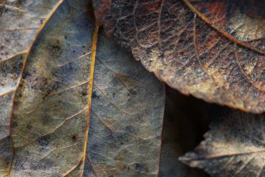 Düşen sonbahar yaprakları kapanıyor