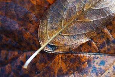 Düşen sonbahar yaprakları kapanıyor