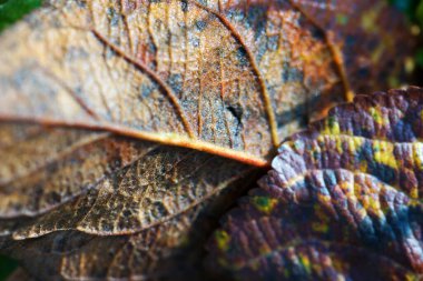 Düşen sonbahar yaprakları kapanıyor