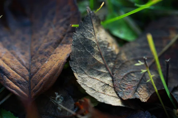 Gefallene Herbstblätter Aus Nächster Nähe — Stockfoto