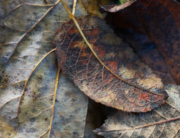 Düşen sonbahar yaprakları kapanıyor