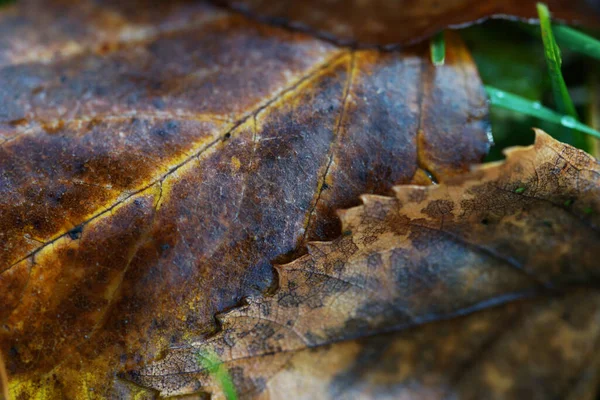 Outono Caído Folhas Perto — Fotografia de Stock
