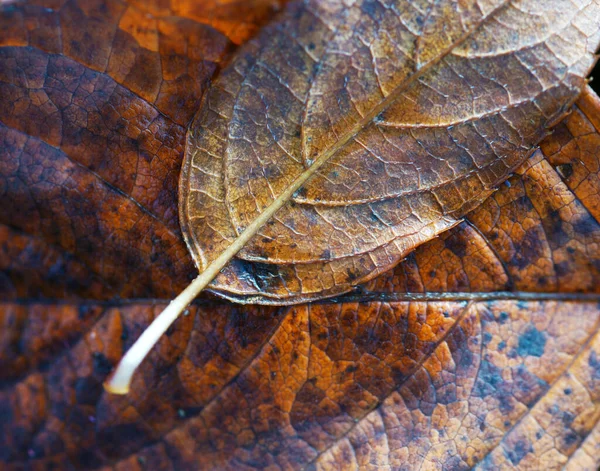 Gefallene Herbstblätter Aus Nächster Nähe — Stockfoto