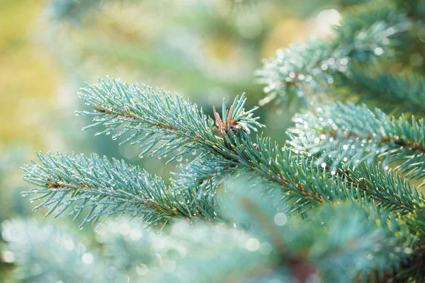 Raindrops Branches Blue Spruce — Stock Photo, Image